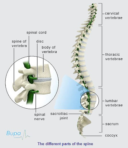 Human Spine with verebrea descriptions